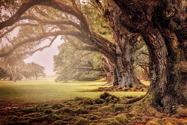 Marshes & Swamps: Mighty Oaks by Janet Fikar