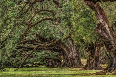 Grand Oaks by Janet Fikar framed wall art