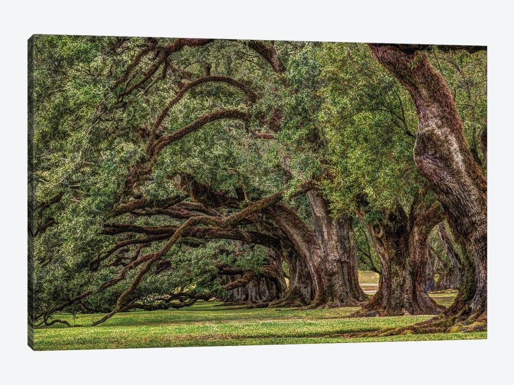 Grand Oaks by Janet Fikar 1-piece Canvas Art