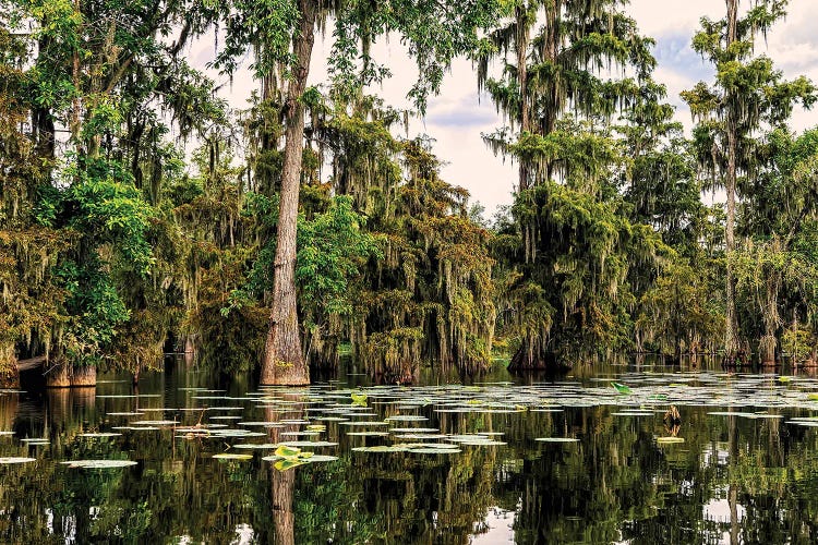 Cypress Swamp V