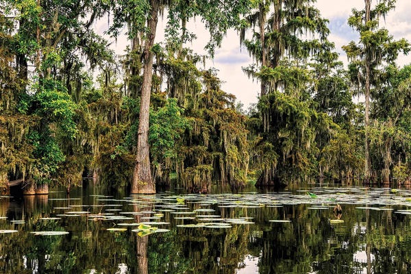 Marshes & Swamps: Cypress Swamp V by Janet Fikar