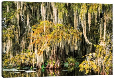 Cypress Swamp VI Canvas Art Print - Marsh & Swamp Art