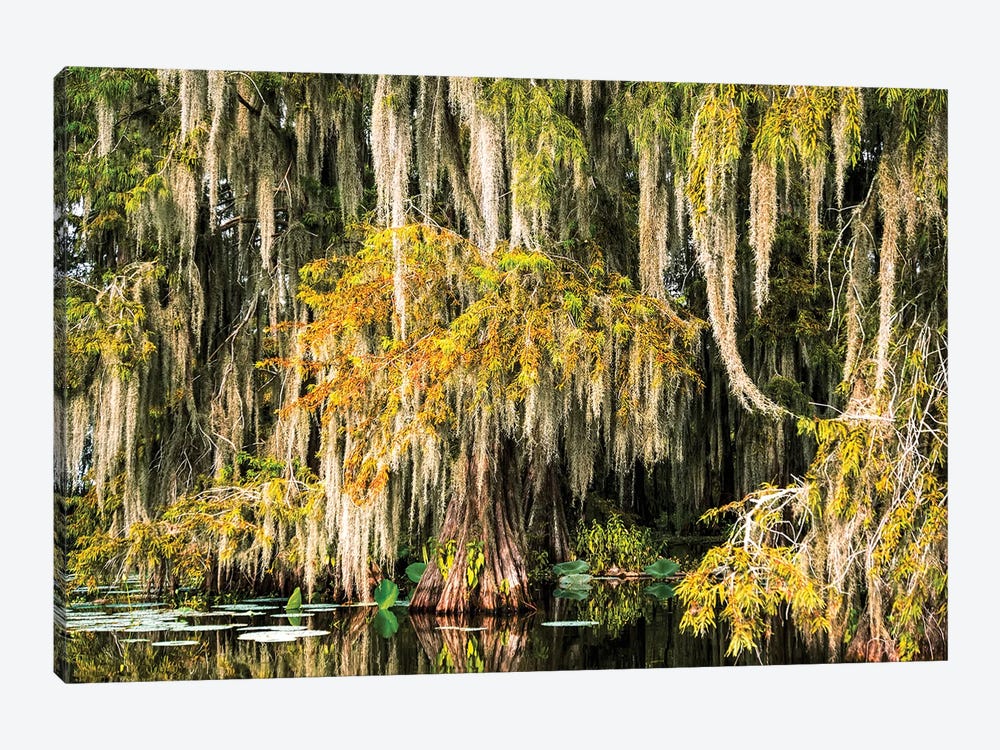 Cypress Swamp VI by Janet Fikar 1-piece Canvas Art