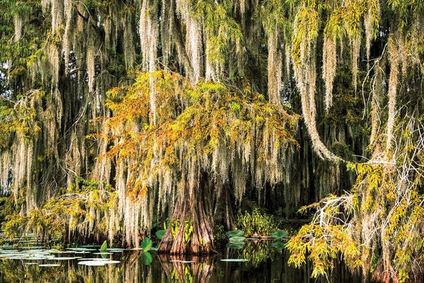 Janet Fikar: Cypress Swamp VI by Janet Fikar