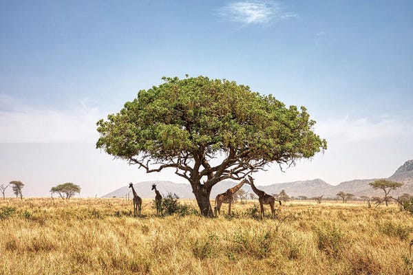 Janet Fikar: Gathering In The Shade by Janet Fikar