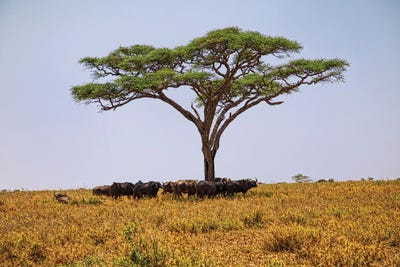 Give Me Shade by Janet Fikar canvas print