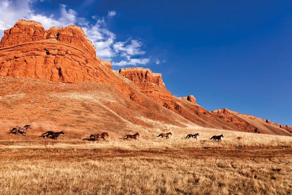 Wyoming: Wyoming Round Up by Janet Fikar