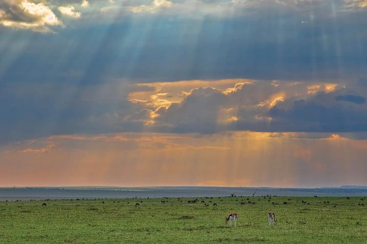 Storm Rays