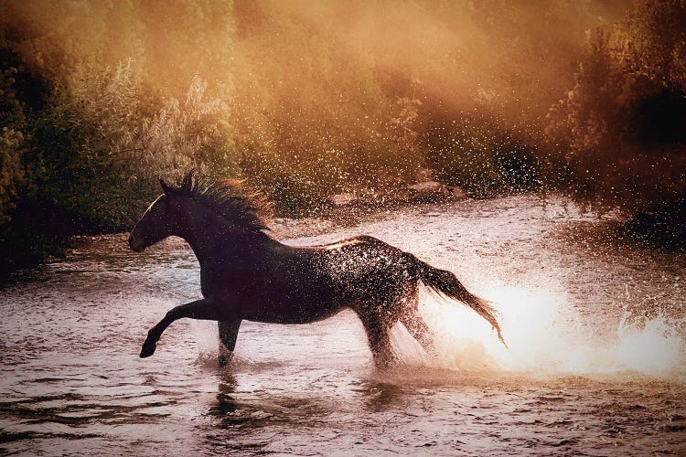 Lone Horse by Janet Fikar wall art