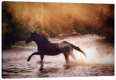 Lone Horse Canvas Art Print - Action Shot Photography
