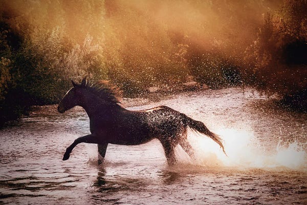 Golden Hour Animals: Lone Horse by Janet Fikar