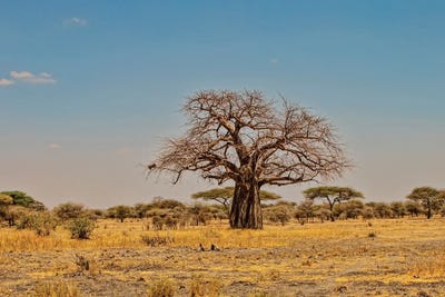 African Baobab Tree by Janet Fikar metal wall art
