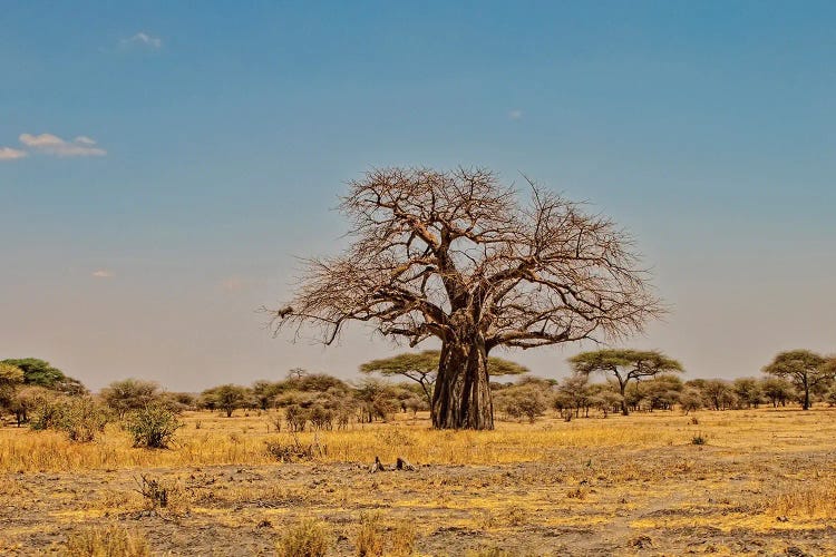 African Baobab Tree by Janet Fikar wall art