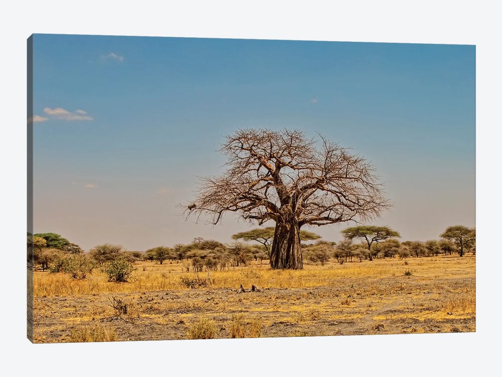 African Baobab Tree by Janet Fikar 1-piece Canvas Wall Art
