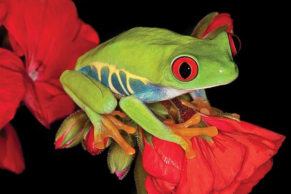 Janet Fikar: Red Eyed Tree Frog by Janet Fikar