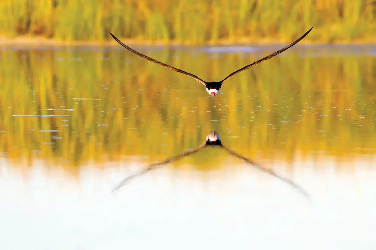 Black Skimmer