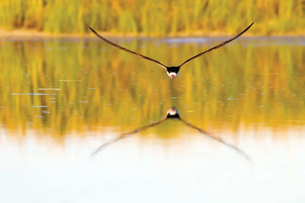 Fine Art Print: Black Skimmer by Janet Fikar