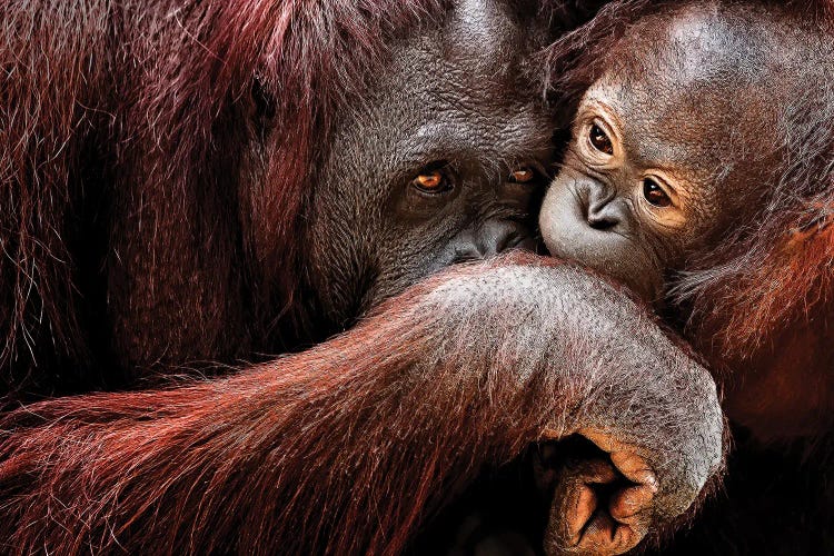 Mama by Janet Fikar wall art