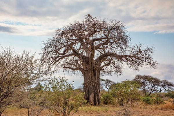 Janet Fikar: African Landscape I by Janet Fikar