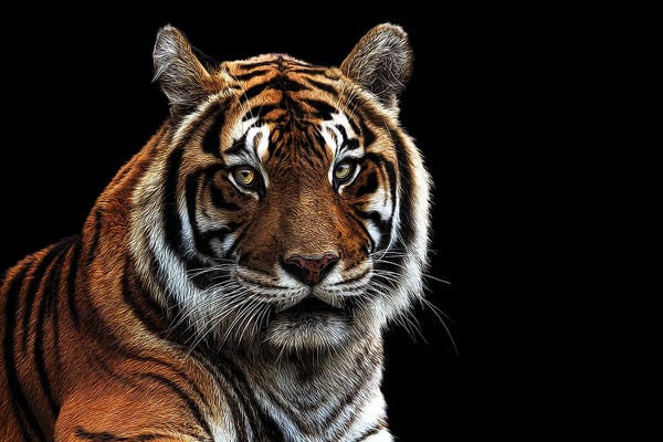 Janet Fikar: Tiger by Janet Fikar