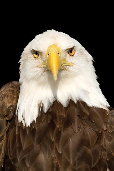 Eagles: Eagle IV by Janet Fikar