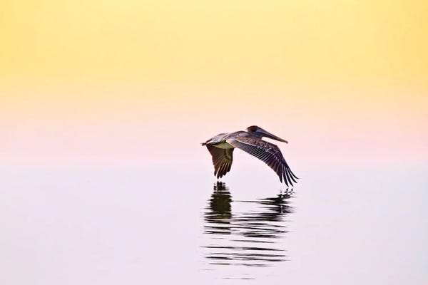 Large Photography - Canvas Prints: Pelican IV by Janet Fikar