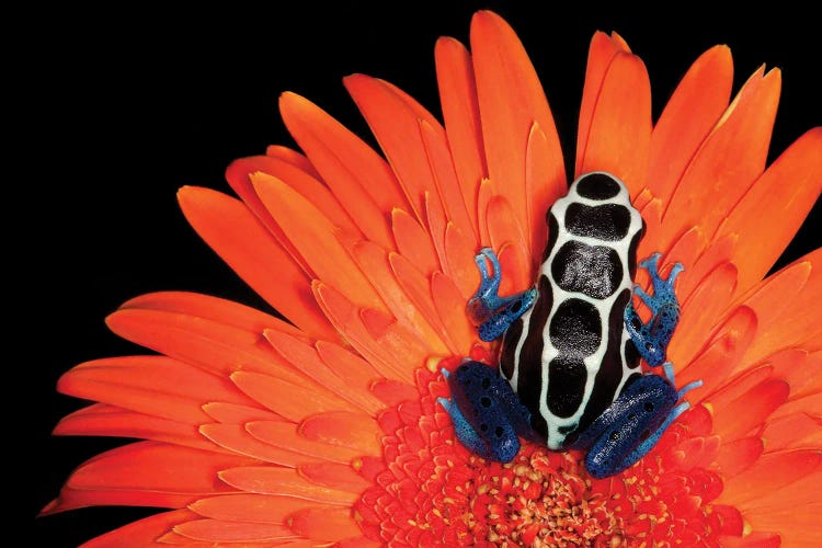 Poison Dart Frog by Janet Fikar wall art