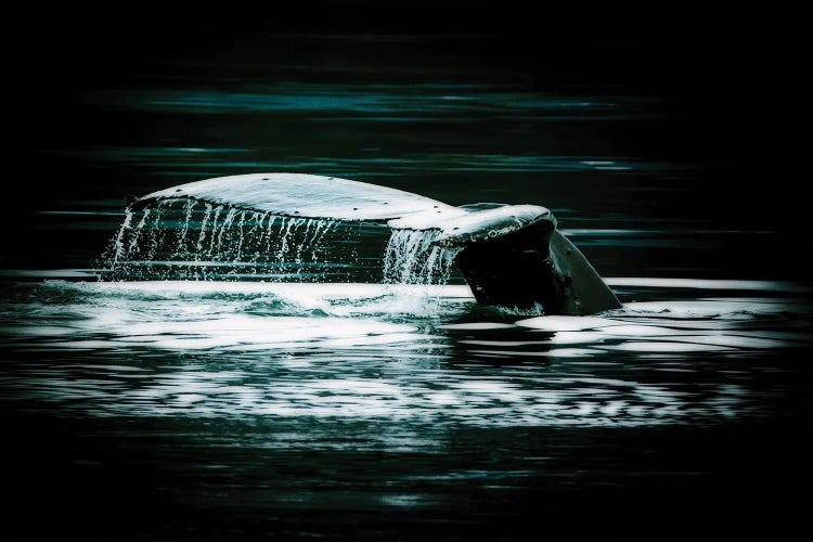 Whale Fluke by Janet Fikar wall art