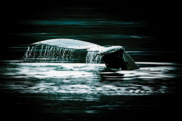 Whales: Whale Fluke by Janet Fikar