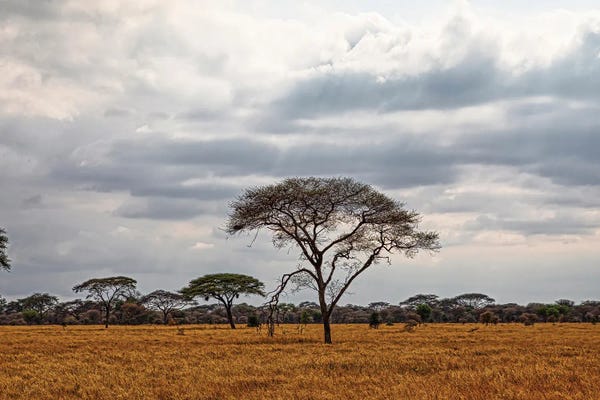Janet Fikar: African Landscape II by Janet Fikar