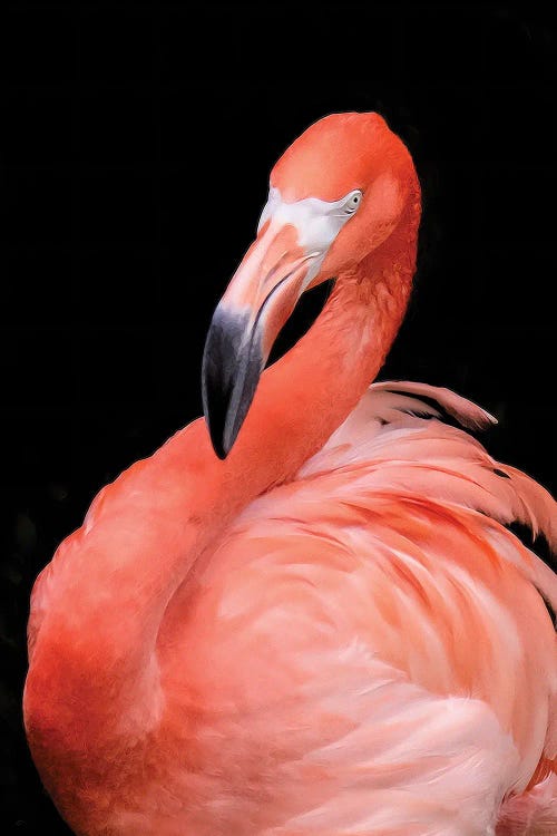 Flamingo III