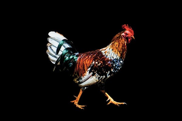Janet Fikar: Rooster II by Janet Fikar