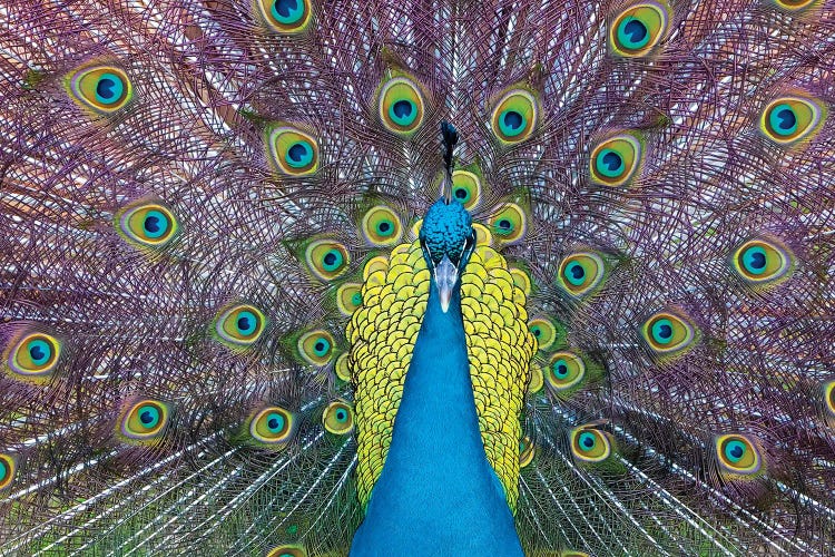 Peacock I