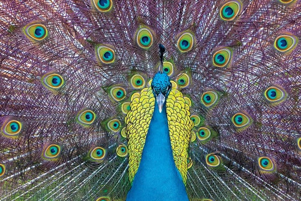 Peacock I