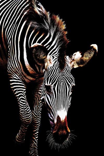 Zebra I by Janet Fikar multi panel art