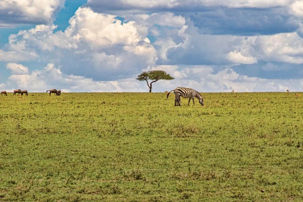 Janet Fikar: African Landscape III by Janet Fikar