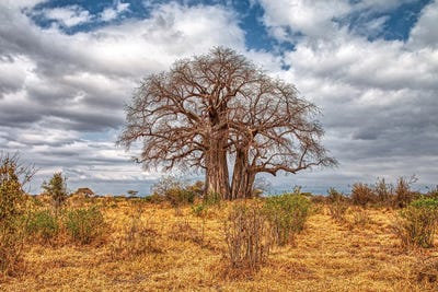 Baobab Tree by Janet Fikar canvas print