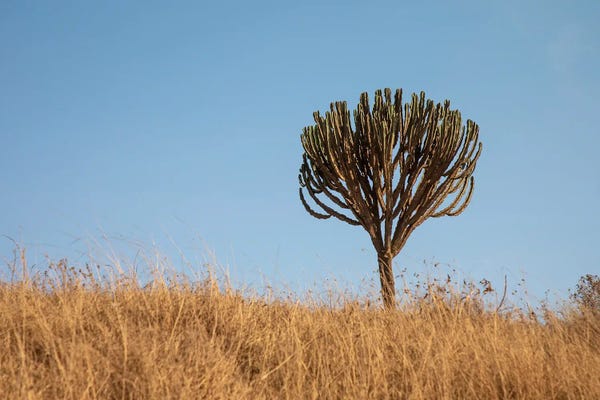 Janet Fikar: Lone Tree by Janet Fikar