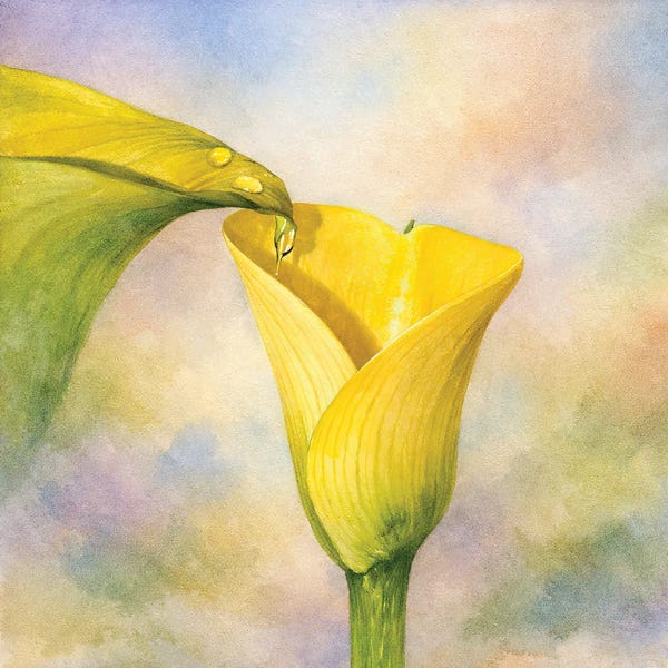 Calla Lily Assist