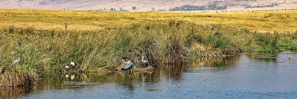 Janet Fikar: Ngorongoro Crater by Janet Fikar