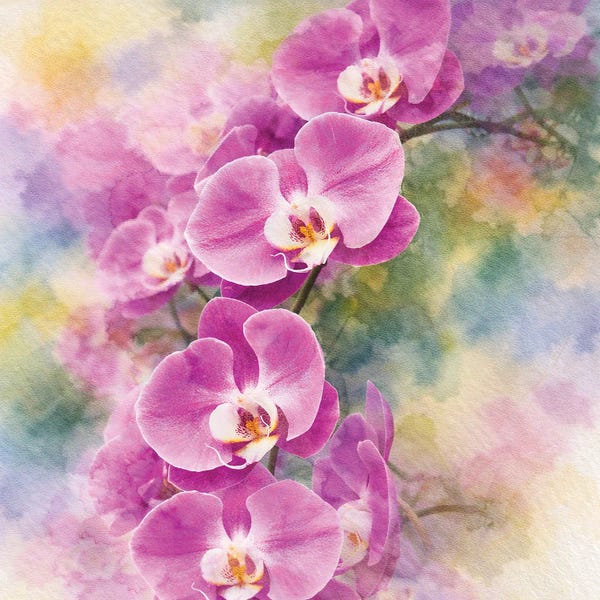 Janet Fikar: Purple Orchid by Janet Fikar