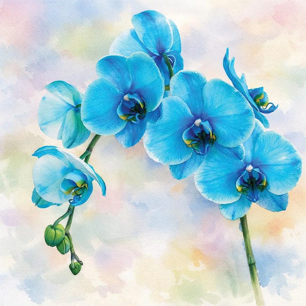 Janet Fikar: Blue Orchid by Janet Fikar