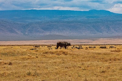 Dry Season by Janet Fikar canvas print