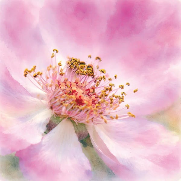Janet Fikar: Tender Luster by Janet Fikar