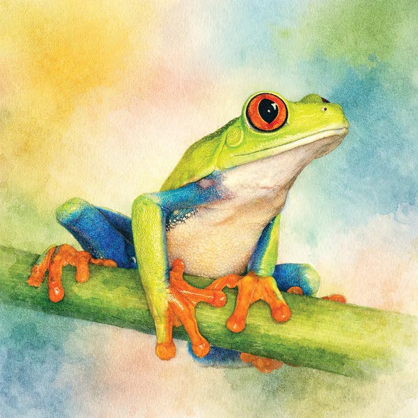 Janet Fikar: Red-Eyed Tree Frog by Janet Fikar