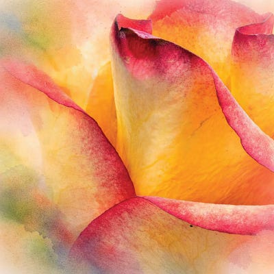 Canvas Print: Delicate Petals by Janet Fikar - thumbnail