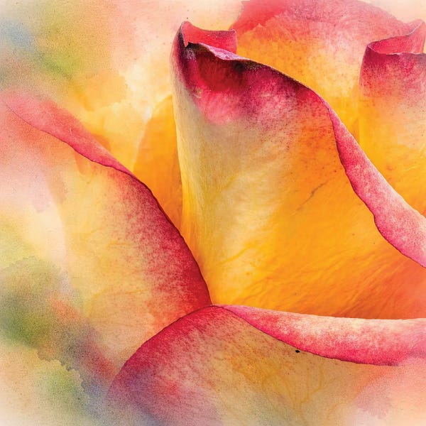 Janet Fikar: Delicate Petals by Janet Fikar