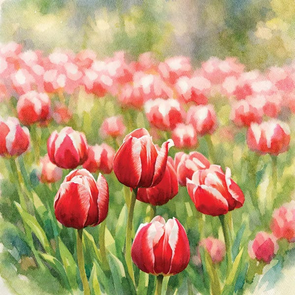 Janet Fikar: Tulip Garden by Janet Fikar