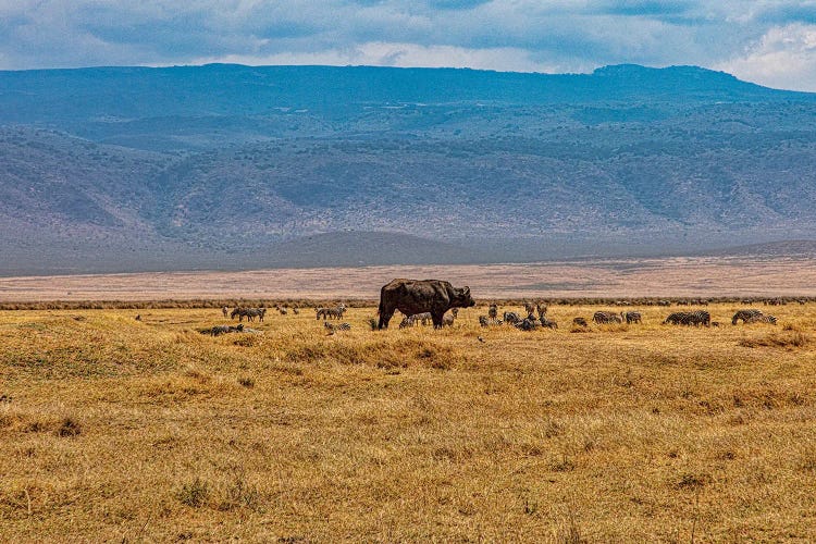 Dry Season by Janet Fikar wall art