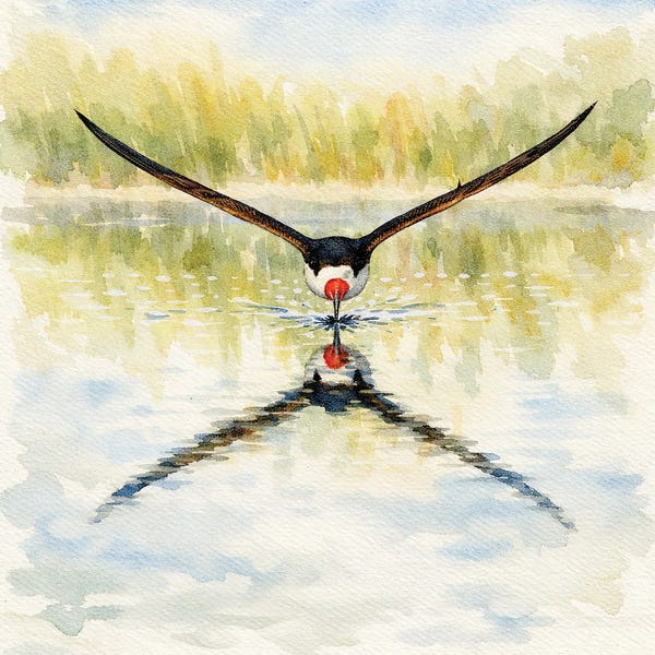 Janet Fikar: Black Skimmer Hunt by Janet Fikar